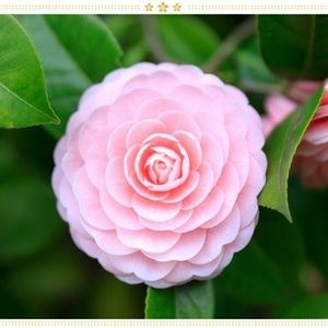 Meet your Posher, Mona